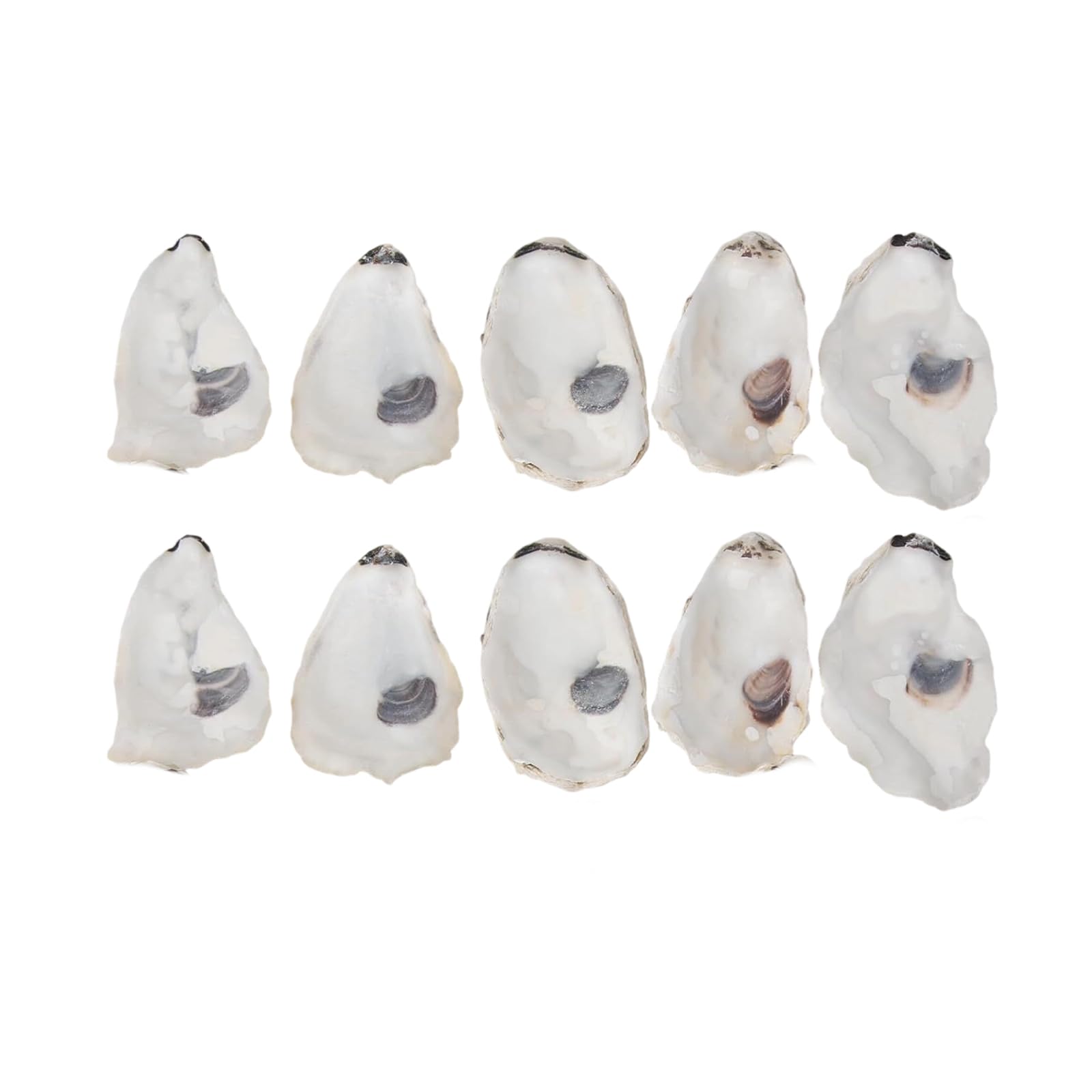 Apglsxy Multicolor Concave Oysters Shells For Oysters Shells Bulk, For Home Vase Filler, Xmases Ornament, Diys Arts Seashells For Home Vase Filler