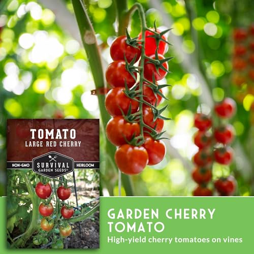 Large Red Cherry Tomato Seeds for Planting – Survival Garden Seeds (1 Pack) - Image 4