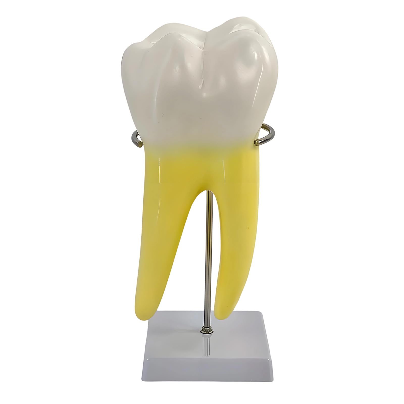 Modelo de enseñanza molar realista modelo de demostración de dientes molares en diseño de base estable para la educación de la escuela de medicina, anatomía humana