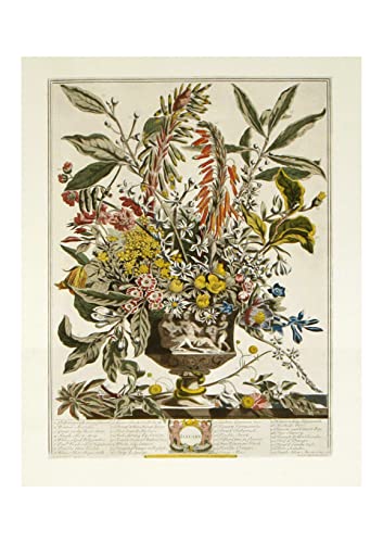 Roberty Furber Grande Affiche d'Archivage Mate Janvier 12 Mois de Fleurs Spiffing Prints