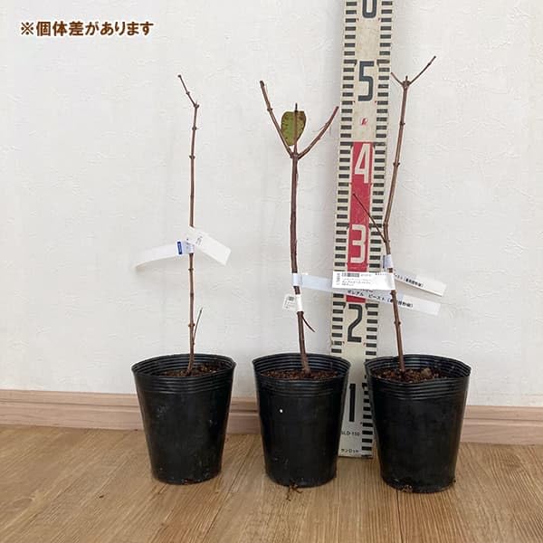 Amazon.co.jp: ハスカップ（ハニーベリー）：ボレアルビースト3.5～4号
