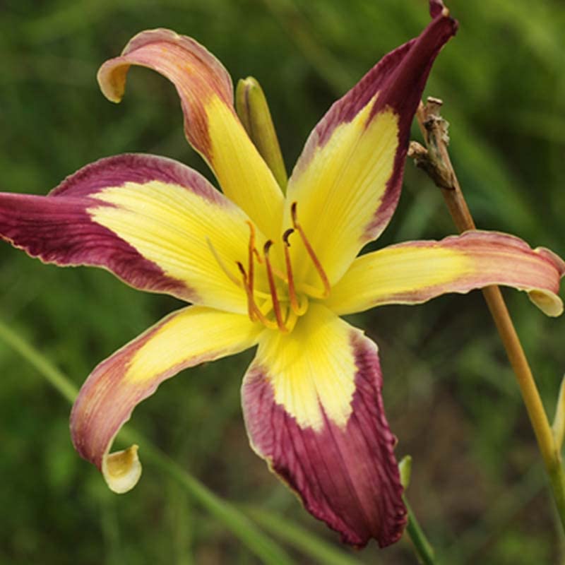 Applique Daylily Root