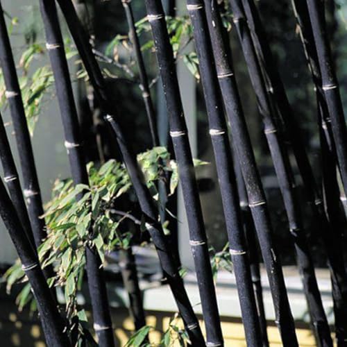 Semillas de bambú Phyllostachys Pubescens, 100 unidades, negro, morado, verde, adecuado para macetas y exteriores, ideal para balcón, terraza, jardín pequeño