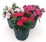 POWERS TO FLOWERS