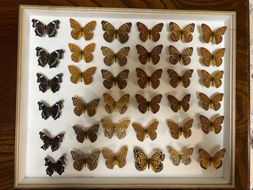 ̕W{ hCcؐt[tî50x42x6cm Y <1109zW{E>