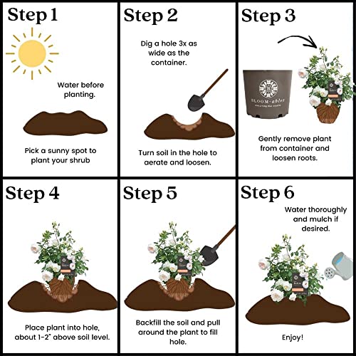 2 Gallon Bloomables Rose Bolero #TOP6