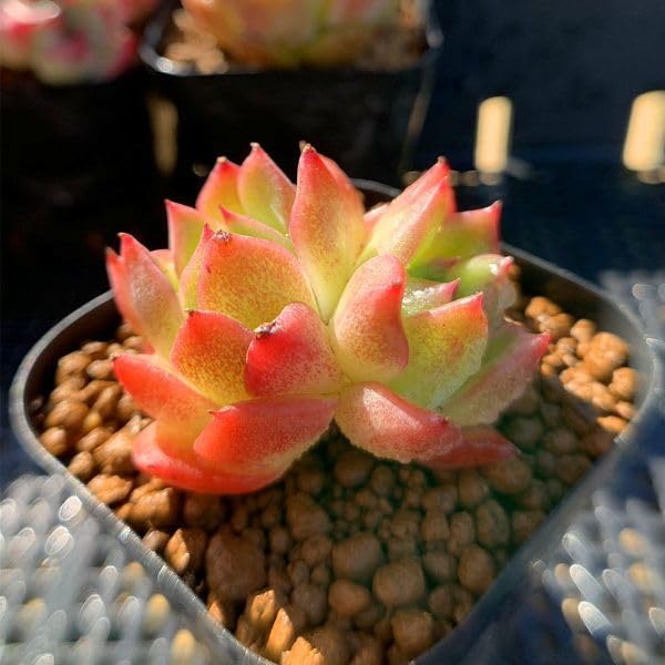 Amazon.co.jp: 農園直売 多肉植物 寄せ植え エケベリア属 雪花 Amazon.co.jp: 農園直売 多肉植物 寄せ植え エケベリア属 雪花