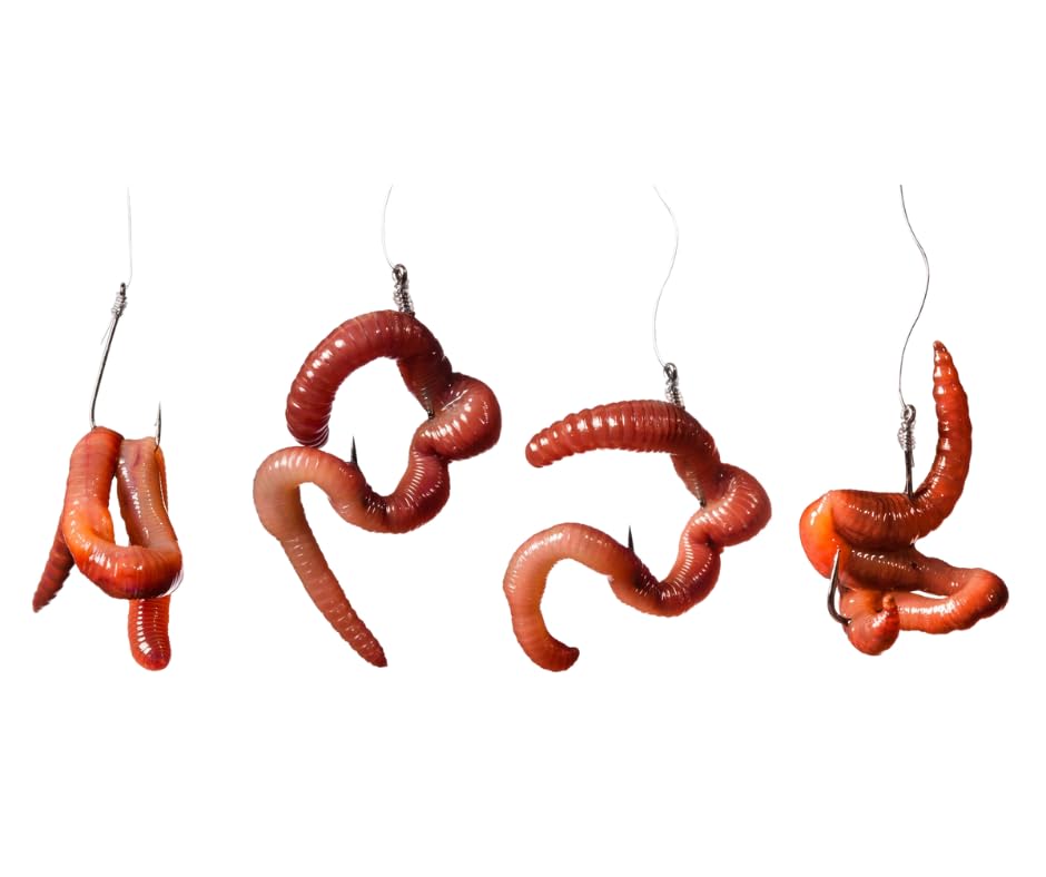 BOITE DE 48 VERS DE TERRE CANADIENS - TERZEO PÊCHEURS | Terres & Eaux