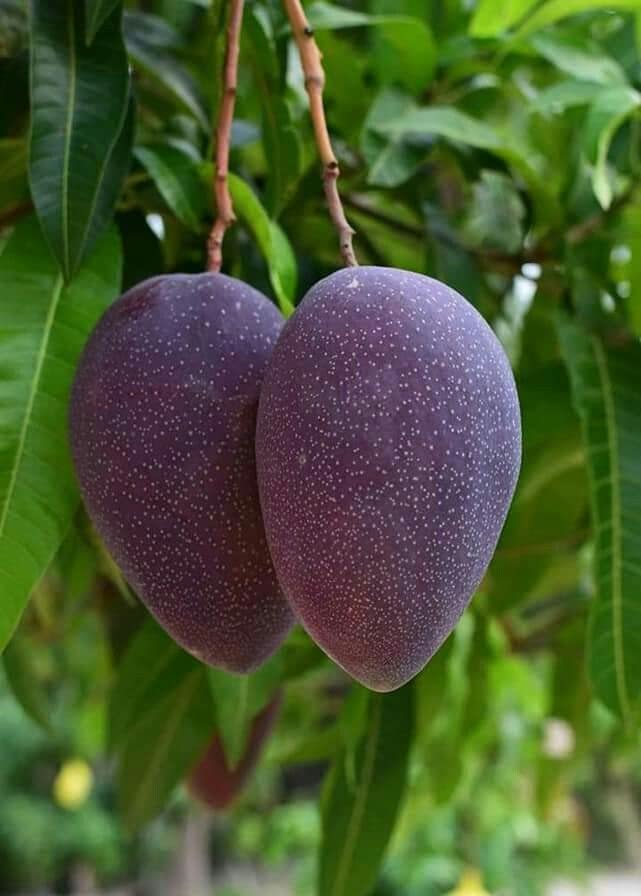 See full amazon price history chart for Indonesia Black Stone Mango Fruit Live Plants Grafted Original Variety Indonesia Black Stone Mango Fruit Live Plants Grafted Original Variety (B0B5MZR2GP) Amazon Price History, Amazon Price Tracker