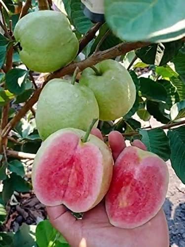 See full amazon price history chart for live Taiwan Pink Guava Plant Rare amrud live Fruit plant Pack of 1, CF_N24 live Taiwan Pink Guava Plant Rare amrud live Fruit plant Pack of 1, CF_N24 (B0CSX5G4SS) Amazon Price History, Amazon Price Tracker