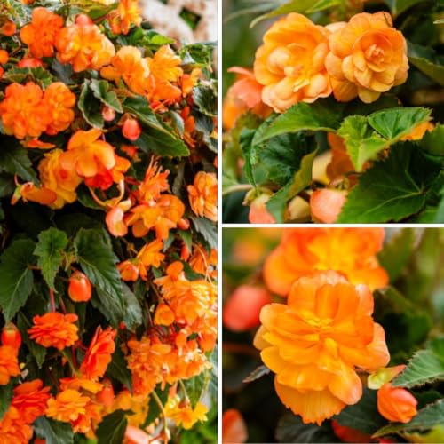 Begonia Apricot Shades Improved Non-Stop Colour from June to October Easy Care 12 x Garden Ready Plants by Thompson and Morgan.