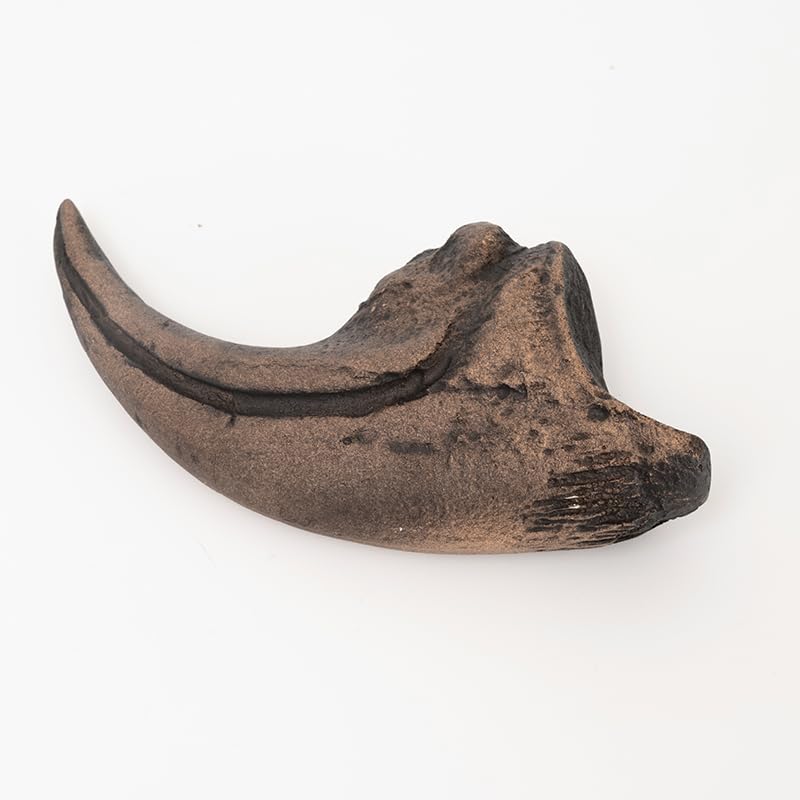 アロサウルスの爪化石(フットクロー) 『megalodonさん専用』 楽天市場】【送料無料】【アロサウルス /恐竜/化石】 アロサウルス 爪