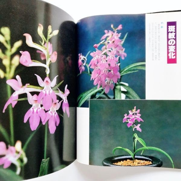 ウチョウランとその仲間名品集―カラー版 (1981年) ウチョウラン
