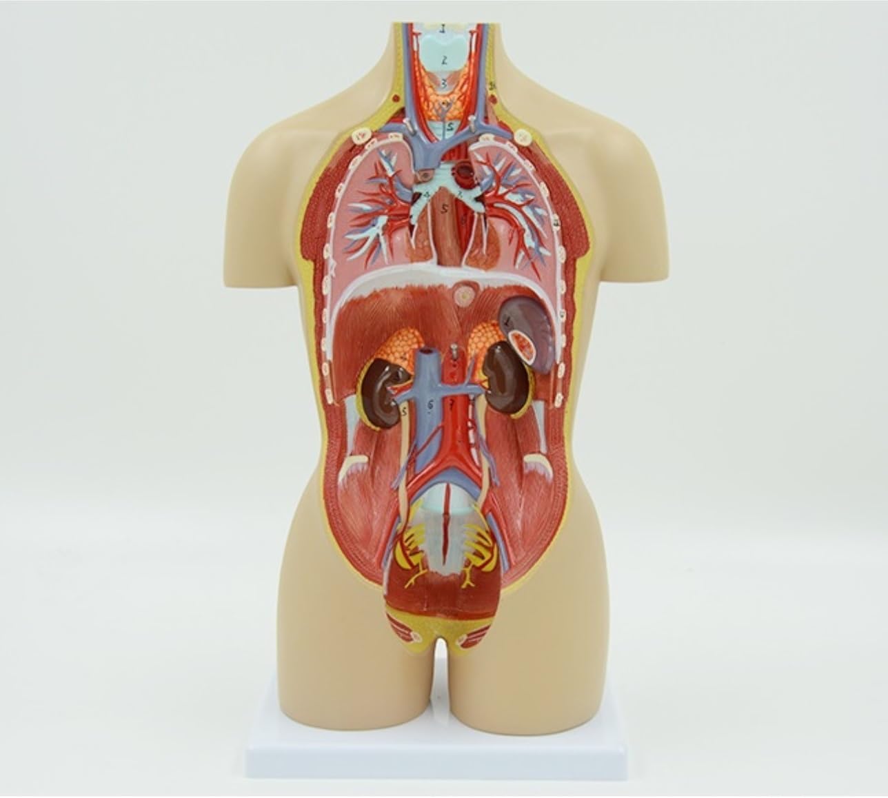 その他 hone 解剖モデル 人体胴体解剖モデル 分解可能 16ピース 半身胴体モデル
