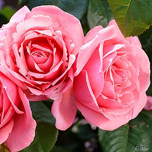 Edelrose Elbflorenz in fuchsienrosa - Duftrose winterhart - Rosen-Blüte in fuchsienrosa - Rose sehr stark duftend im 5 Liter Container von Garten Schlüter - Pflanzen in Top Qualität
