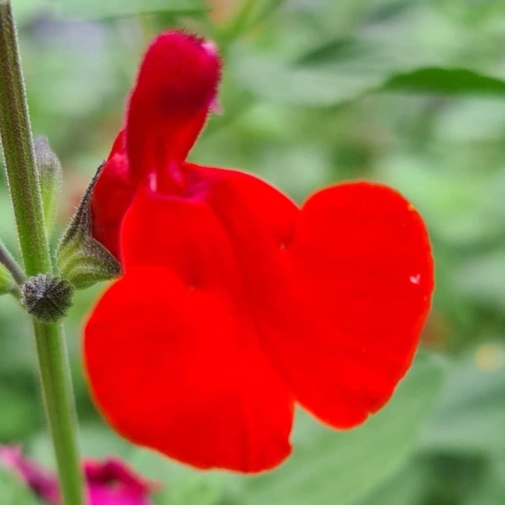 Salvia microphylla ‘Royal Bumble’- Salvia That is Ready to Plant Out- Comes Back Every Year (Hardy) - Flowers from Summer to Autumn- Loved by Bees (Middleton Nurseries) (1 Litre(13cm Pot))