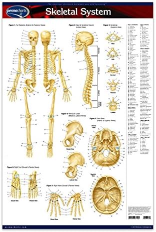 Permacharts Tabla del sistema esquelético - Póster laminado de 24 x 36 pulgadas - Guía de referencia rápida médica
