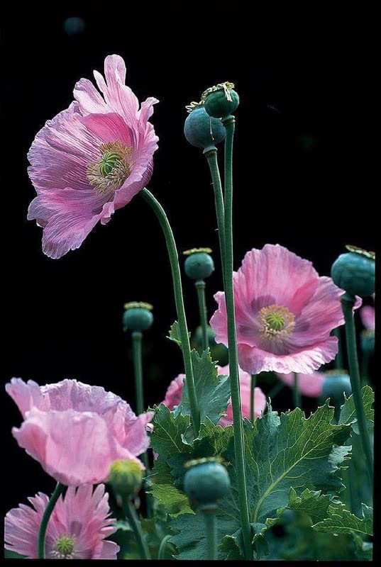 Ritz Farming® Poppy flowers seeds | pink shade 4 color Flowers Planting Seed for home indoor & gardening | Pack Of 60-80 seeds (B0BWV9DPY4) Amazon Price History, Amazon Price Tracker
