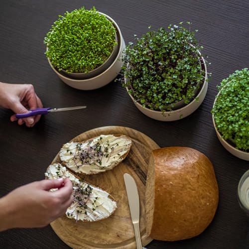 Urbalive große Keimschale 16cm - Kresse Anzuchtschale für Sprossen, Kressesamen, Microgreens - Design Kressesieb aus hochwertigem Kunststoff - Keimsprossenbox Keimgerät mit Kaffeesatz-Beimischung