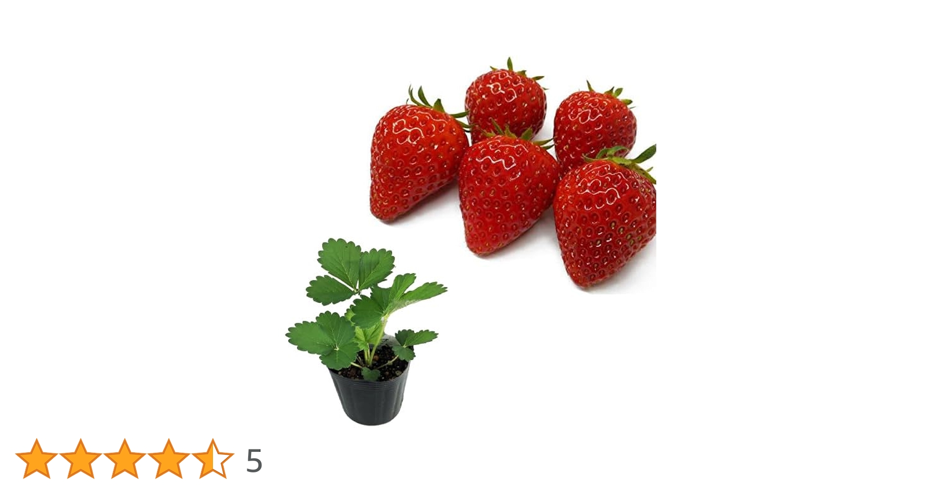 Amazon.co.jp: 種子繁殖型イチゴ【 よつぼし 】9cmポット苗／いちご