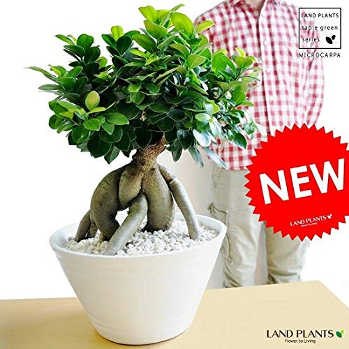 ガジュマル盆栽 石付きガジュマル盆栽