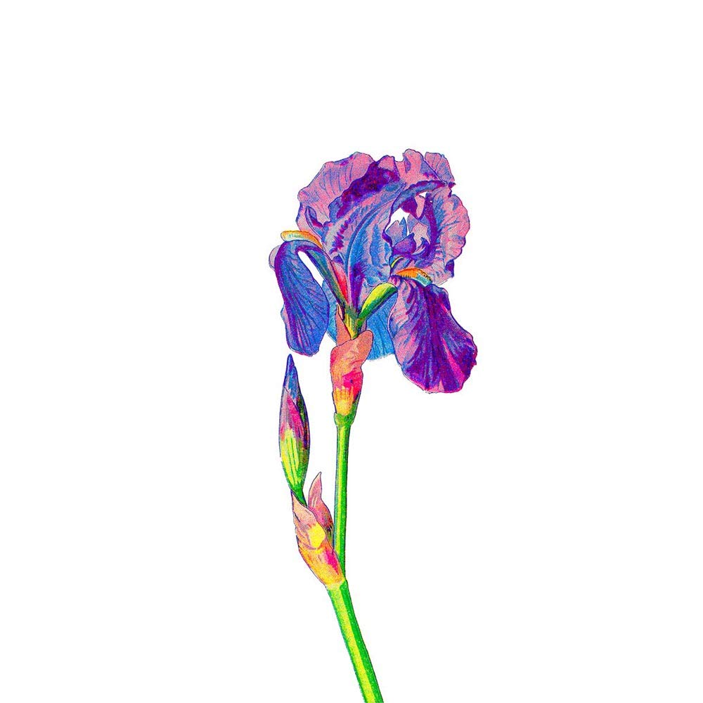 Vintage Bright Botanicals Iris Art Print Poster Wall Decor 12X16 Inch