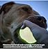 SKIPDAWG Neon Glow Ball, leuchtet im Dunklen, für Hunde, hochwertiger TPR-Kunststoff, mit Quietscher, sehr gut für Ballschleuder