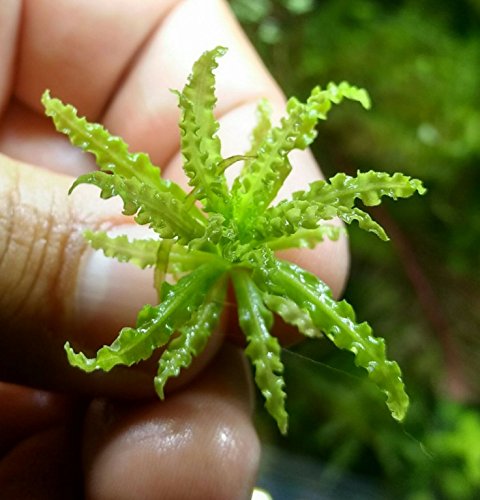 Pogostemon Helferi Downoi Live Aquarium Plants in Tissue Culture 100% Pest Free for Foreground Freshwater Aquatic Tank Imported Direct from Grower