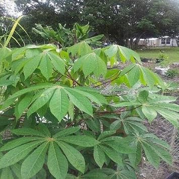 40pieces Green Cassava Plant Seeds