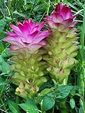 Pineapple Lily Bulb for Planting - Rare and Beautiful Lily to Grow (2 Bulbs)