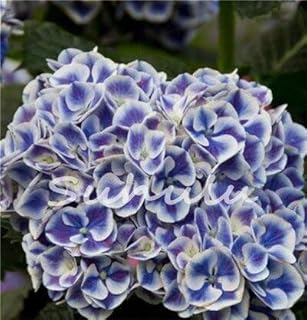 19: 20 Pcs Hydrangea-Samen, preiswerte Hydrangea-Blumensamen, Bonsai-Hydrangea-Blume, natürliches Wachstum für Hausgarten: Only Seeds