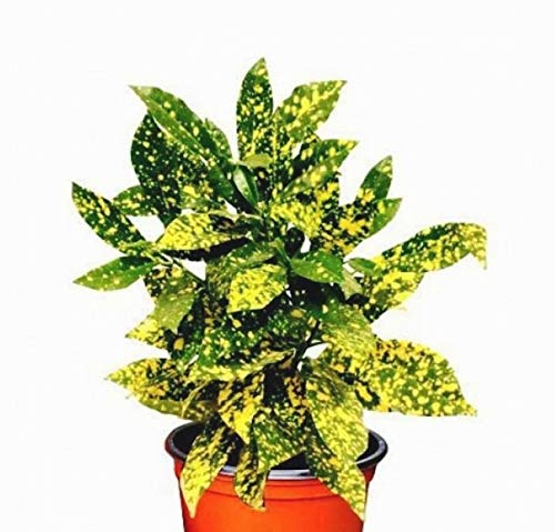 Plant House Live"Croton Gold Dust" Indoor Outdoor Decorative Plant With Pot (B07GR58Q75) Amazon Price History, Amazon Price Tracker