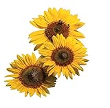 Burpee Treasure Mountain Sunflower Seeds 20 seeds