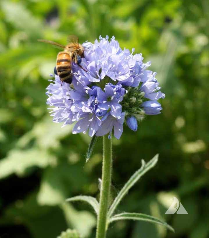 Amazon.com : Globe Gilia Seeds, Gilia capitata, Pack of 5000 Seeds