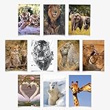 90210 Exotics 10 Adorable Assorted Wildlife Animal Greeting Cards - 5x7 inch- Blank Inside for Any Occassion- Lions, Tigers, Cheetahs, Giraffes, Polar Bears, Leopards, Swans, Elephants