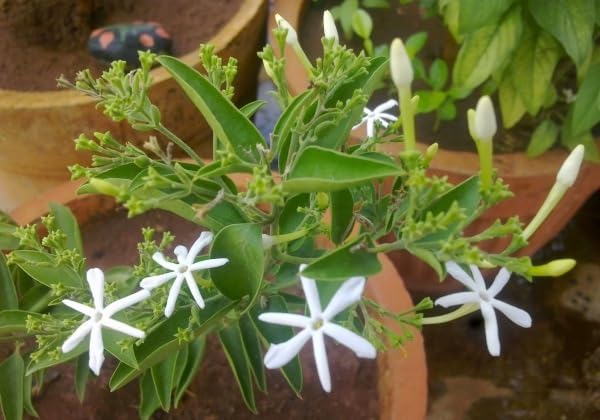 Jasmine Jai Jui Chameli flower live plant For Home Planting Pack Of 1-image-8