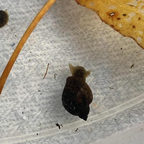 20x Wandering Pond Snails UK Native Snails Pack Superb Algae Eaters Live Pond Snail Fish Bog