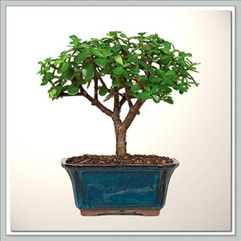 Bonsai Tree Dwarf Jade - Nursery Direct from Joebonsai