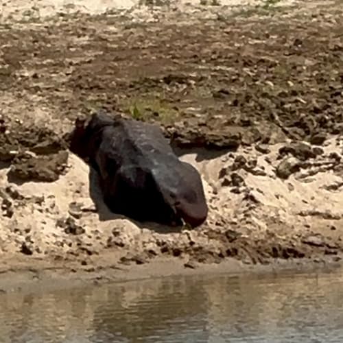 El joven Hipop&oacute;tamo. Parte tercera