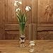 Paperwhite Bulb Vase, Tall Clear, 1-Count, Fits Bulb 2