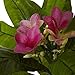 Nearly Natural 5ft. Plumeria Tree UV Resistant (Indoor/Outdoor)