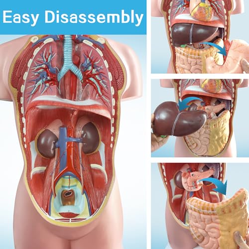 Image of Human Body Anatomical Model with Removable Heart Head Skull Brain Liver Lungs Organs, Life-Size 34.5 inch Human Torso Anatomy Model with Base for Medical Science Education Study or Teaching