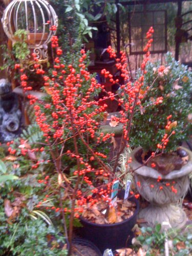Amazon.com : Red Sprite Winterberry (Ilex Verticillata) Holly, 3