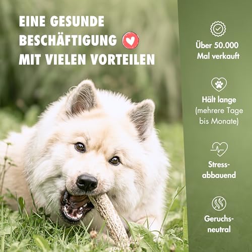 FOURLEGS® natürlicher Kausnack für Hunde aus 100% Hirschgeweih - Mineralstoffe, Kauspielzeug, Kaustange, Wildgeschmack, Geweih, Knochen, Hirsch, Kauartikel - Größe M ganz
