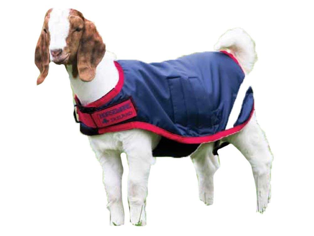 Horseware Ireland Breathable Waterproof Windproof Cold Weather Adjustable Goat Coat (100g Fill), Navy/Red, Small
