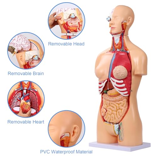 Image of Dual-Sex Human Body Model 33.4 inch, 32 Part Removable Human Torso Anatomy Model with Heart Brain Visceral Organ Muscular Layers Bone Vessels Includes Manual for Medical Scientific Education