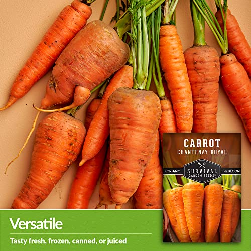 Royal Chantenay Carrot Seeds for Planting – Survival Garden Seeds (2 Packs) - Image 3