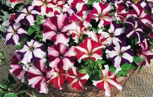 Graines de pétunia Graines enrobées Tritunia Star Mix Paquet de 500 graines