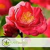 Plant In A Box - Camélia Japonica 'Dr. King' - Lot De 2 - Rose Japonaise Résistante Au Froid - Hauteur 50-60cm