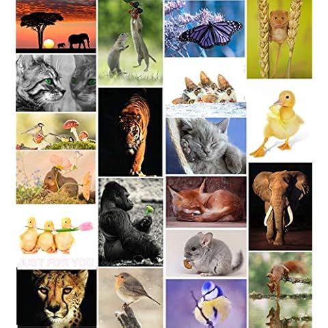 Unique Animal Mix Postcards by The Postcard Store Cover